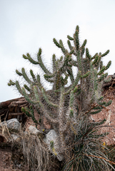 Austrocylindropuntia subulata