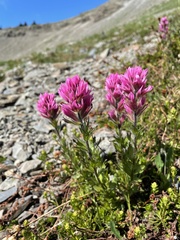 Castilleja parviflora olympica