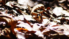 Oxeoschistus tauropolis tauropolis