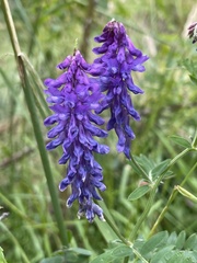Vicia tenuifolia