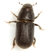 Black Turpentine Beetle - Photo (c) Mike Quinn, Austin, TX, some rights reserved (CC BY-NC), uploaded by Mike Quinn, Austin, TX