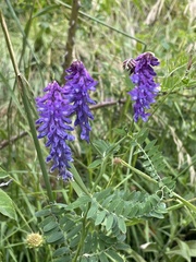 Vicia tenuifolia