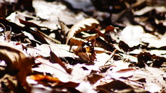 Oxeoschistus tauropolis tauropolis