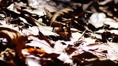 Oxeoschistus tauropolis tauropolis