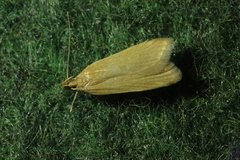 Helcystogramma rufescens