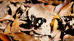 Oxeoschistus tauropolis tauropolis