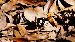 Oxeoschistus tauropolis tauropolis