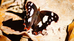 Oxeoschistus tauropolis tauropolis