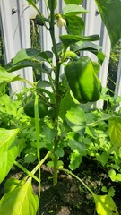 Capsicum annuum annuum