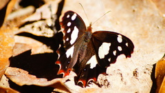 Oxeoschistus tauropolis tauropolis