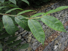 Rhus javanica
