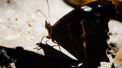 Oxeoschistus tauropolis tauropolis