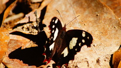 Oxeoschistus tauropolis tauropolis