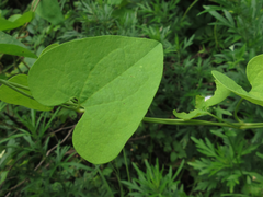 Aristolochia contorta