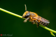Megachile laticeps