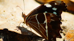 Oxeoschistus tauropolis tauropolis