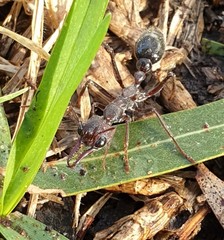 Myrmecia pyriformis