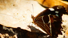 Oxeoschistus tauropolis tauropolis