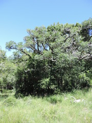Cussonia paniculata