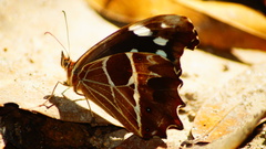 Oxeoschistus tauropolis tauropolis