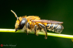 Megachile laticeps