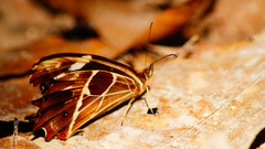 Oxeoschistus tauropolis tauropolis