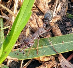 Myrmecia pyriformis