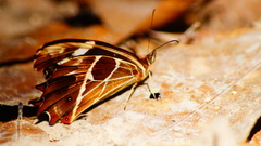 Oxeoschistus tauropolis tauropolis