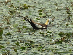 Hydrophasianus chirurgus