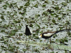 Hydrophasianus chirurgus