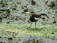 Hydrophasianus chirurgus