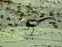 Hydrophasianus chirurgus