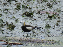 Hydrophasianus chirurgus