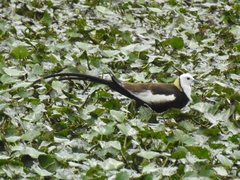 Hydrophasianus chirurgus