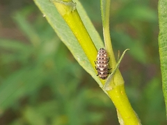 Hippodamia variegata