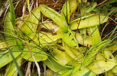 Pinguicula grandiflora