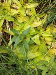 Pinguicula grandiflora