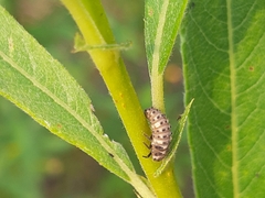 Hippodamia variegata