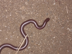 Rena humilis humilis