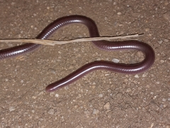 Rena humilis humilis