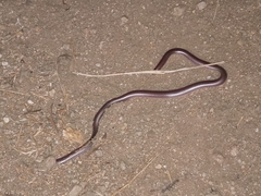 Rena humilis humilis