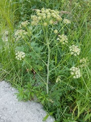 Cnidium cnidiifolium