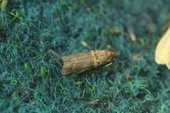 Trachonitis cristella