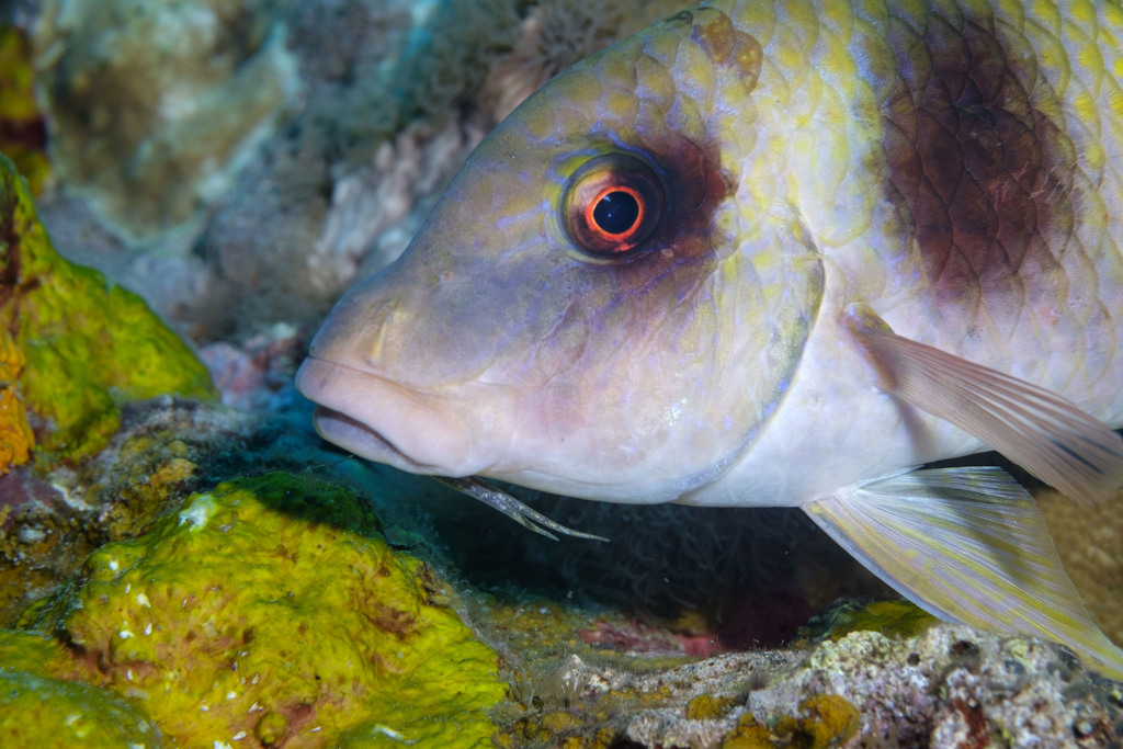 Doublebar goatfish (Parupeneus crassilabris) — Mullidae