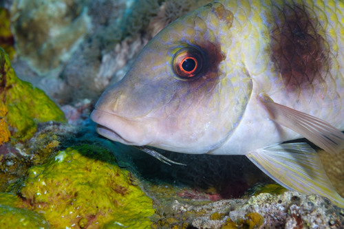 Doublebar goatfish (Parupeneus crassilabris) — Mullidae