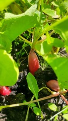 Raphanus sativus radicula