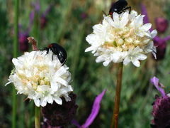 Armeria alliacea
