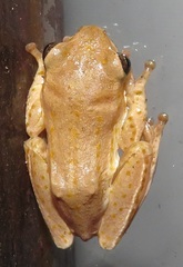 Hyperolius marmoratus taeniatus