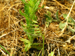 Festuca delicatula