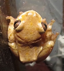 Hyperolius marmoratus taeniatus